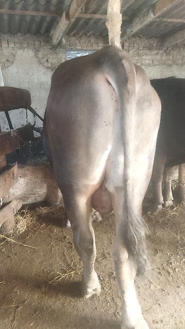 ангус купить: Продаю | Бык (самец) | На откорм | Привязанные — 8