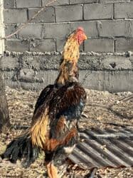 купить американского бульдога: Сатам | Короздор | Тебиштирүүчү | Көбөйтүү үчүн — 5