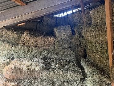 куплю корм для животных: Сено в тюках - Натуральное луговое сено, тюковое прессование - — 2