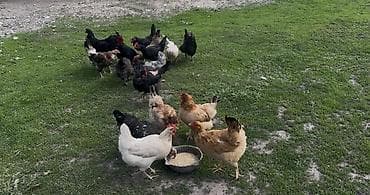 безпроводная мышь: Продаю | Куры | Домашняя | Несушки — 6