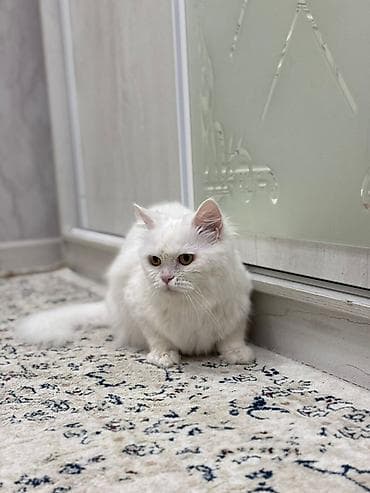 турецкая ангора кошка цена: Кошка даром: Скотиш Страйт (Шотландская прямоухая), Девочка, Приучена к лотку, Проглистована — 2