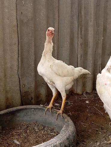 Животные: Срочно продам курочку — 3