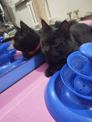 гидропонный корм: Мейн-кун, 5 месяцев, Мальчик, Черный — 4