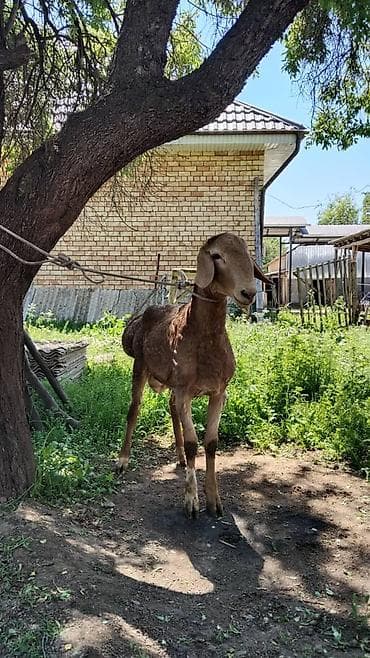 кой бишкек: Сатам | Кочкор (эркек) | Көбөйтүү үчүн — 5