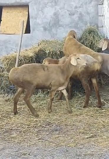 отдам котят в добрые руки: Продаю | Овца (самка) | Арашан — 3