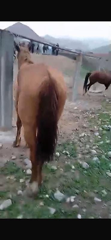 бигль собака: Продаю | Конь (самец), Жеребец | Рабочий — 6