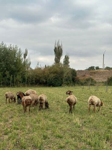 продам козу дойную: Продаю | Овца (самка) | Для разведения | Ярка — 10