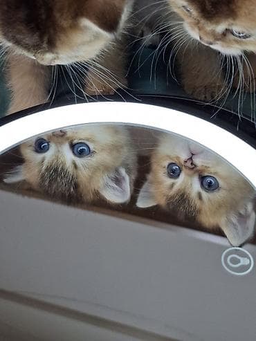 купить клетку для шиншиллы бу: 🐾 Открыто бронирование котят шотландской породы 🐾 Предлагаются к — 6