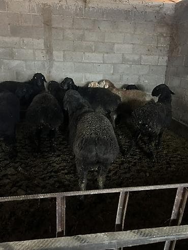 Продаю | Овца (самка) | Для разведения | Матка