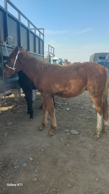 малек форели: Продаю | Жеребенок | Рабочий — 1