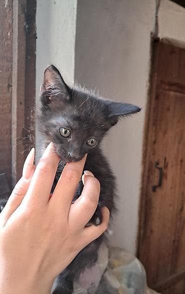 кошка бенгальская: Кошка даром: Беспородная, 2 месяца, Мальчик, Приучена к лотку — 3