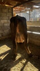 продам бу оборудование для птицефабрики: Продаю | Корова (самка) | Полукровка | Для разведения | Привязанные — 1