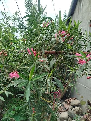 драцены: Комнатные и садовые растения 1) Олеандр розовый (Nerium oleander) - — 2