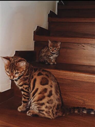 цена вислоухих котов: Бенгальский котёнок с ярким розеточным окрасом (контрастные «розетки» — 5