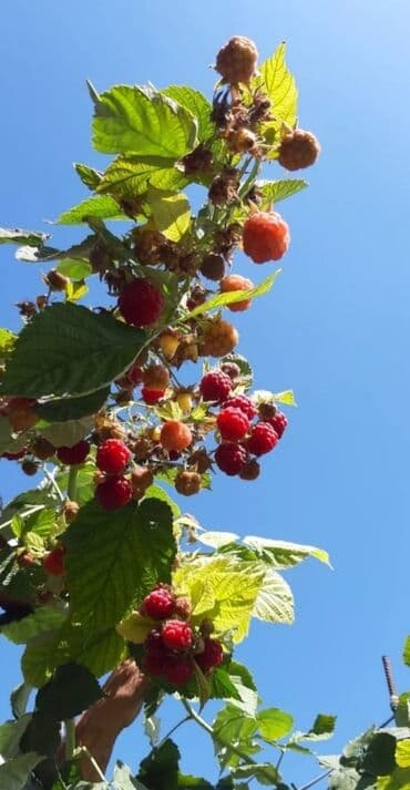 Садовые инструменты и инвентарь: Продаю саженцы ремонтантной малины.
Новопавловка — 1