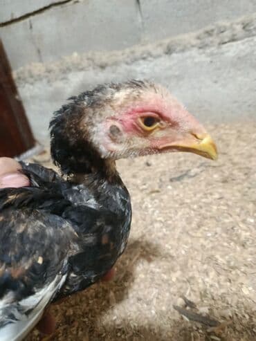 гидропонный корм: Куры дакан 1 штучка есть обмен — 3