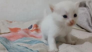 коён ош: Этот котик самый милый у меня нет денег на корм): вот поэтому одаю — 1
