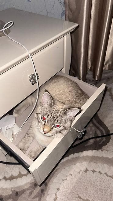 Котенок 6 месяцев мальчик, не кастрированный без вредных привычек, к