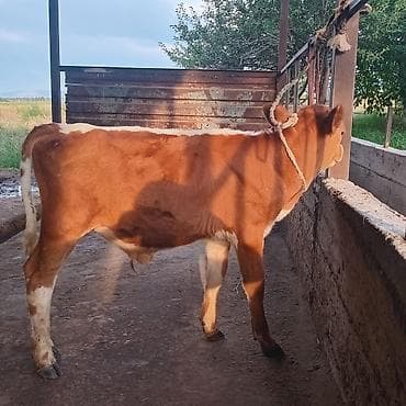 музо уй: Продаю | Бык (самец) | На откорм | Привязанные — 1