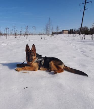 Немецкая овчарка, 6 месяцев, Самец, С прививкой