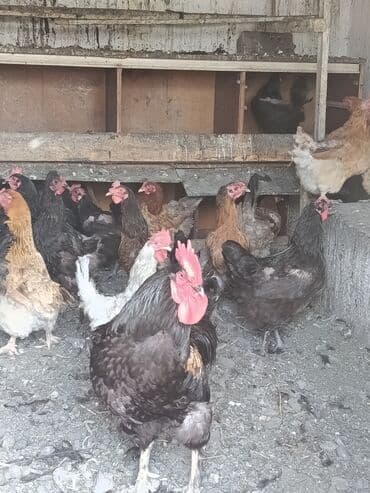 куда отдать собаку бишкек: Продаю | Куры | Домашняя | Для разведения — 3