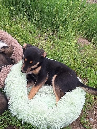 Продажа собак: 2 самки,5 месяцев. Очень хороший и дружелюбный характер. Отдаём в — 1