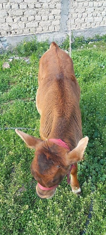 лайка собаки: Продаю | Музоо, торпок | На откорм | Привязанные — 5