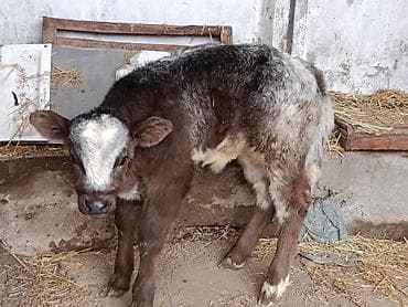 ангус уй: Продаю | Бык (самец), Тёлка, Музоо, торпок | Бельгийская — 7