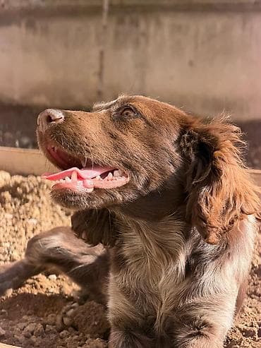 Щенок Русский Спаниель 5 месяцев