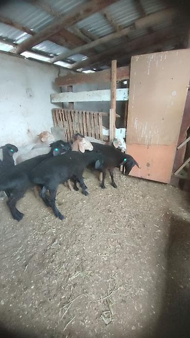 Продаю | Ягненок | На забой