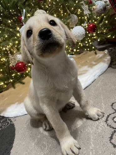 щенки охотничьих собак: Лабрадор-ретривер, 2 месяца, Самка, С прививкой — 6