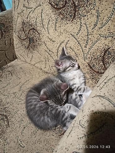 карликовые котята: 3 месяца, Девочка, Приучена к лотку, Проглистована — 1