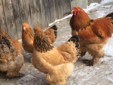 отдам породистую собаку в хорошие руки: Продаю | Куры | Брама | Для разведения — 2