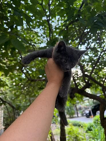 scottish fold: Котята в добрые и ответственные руки!!! Описание: - Возраст на фото — 4