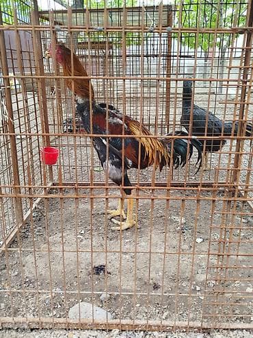 бир: Дакан короз сатылат Бир козу кор алмашу жолдору бар домашний тооко — 2