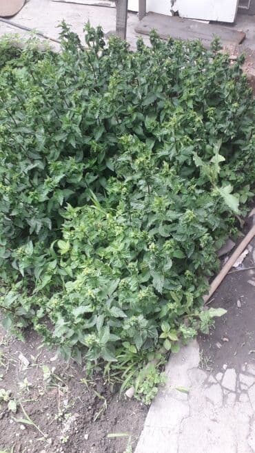оптом фрукты овощи: Продаю мяту. с огорода. есть два вида. лимоная.и перечная. это — 2