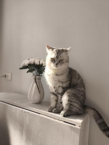 Кошки: Вязка: Скотиш Страйт (Шотландская прямоухая), Мальчик, 5 лет, С прививками, Серый — 5