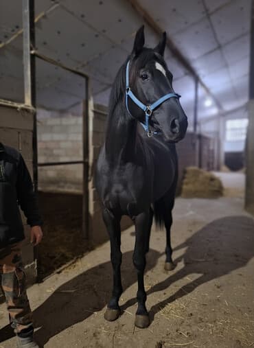 продаю связи с переездом: Сатам | Байтал | Көбөйтүү үчүн, Ат спорту | Асыл тукумдуу — 1