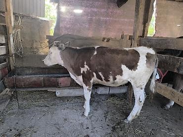 бык: Продаю | Тёлка | Алатауская | Для разведения | Не стельные — 7