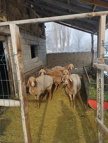 кант собаки: Продаю | Ягненок | Арашан | Для разведения | Матка, Ярка — 2