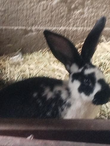 Продаю | Крольчиха (самка) | Декоративная | Для разведения