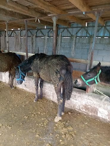 американский рысак: Продаю | Жеребенок | Для разведения — 2