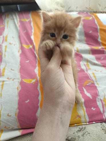 Продажа кошек: Невероятно красивый рыжий котенок возрастом 6 недель ищет любящих — 3