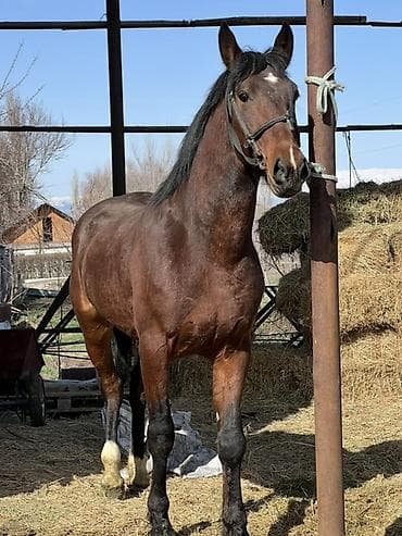 Лошади, кони: Продаю | Жеребец | Рабочий — 1