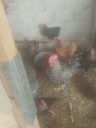 цена пшеницы в бишкеке 2022: Продаю курей 21шт. и петух. 1000 сом — 3