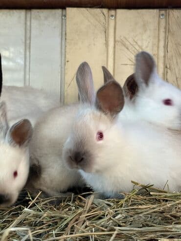 С/х животные и товары: Продаю чистокровных калифорнийских крольчат 1,5 месяца — 4