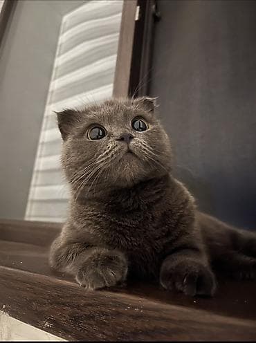 кошк: Котята серого и черно-серого окраса Черные-серые: 2 мальчика Серые-1 — 6