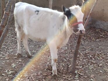 куплю французского бульдога: Продаю | Тёлка, Музоо, торпок | Бельгийская | Для разведения — 4