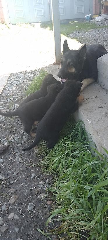 овчарку немецкий: Щенки немецкой овчарки старого типа с гарантией 100%. Сука рожает — 1