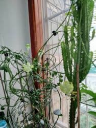 аихризон купить: Церопегия Сандерсона,большой горшочек цена 1000 сом.цветет в данный — 13